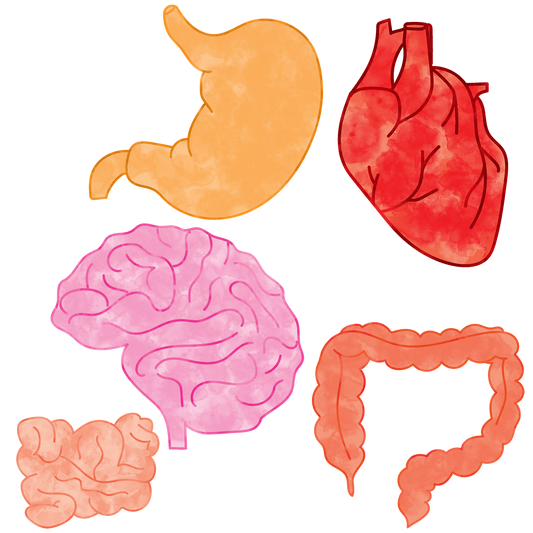 O intestino é o nosso segundo cérebro?